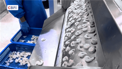 Tailândia congelado camarão 750 kg/h de fio de túnel de placa freezer